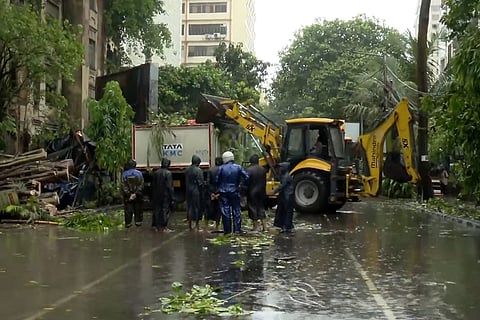 Uprooted trees after cyclone